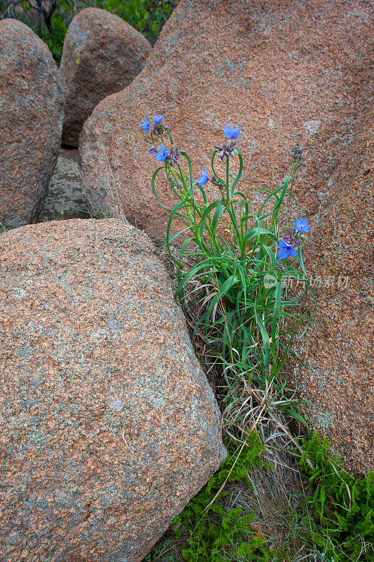 蜘蛛草，威奇托山脉NWR, OK